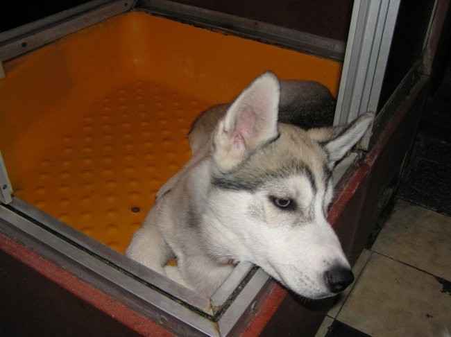 NukNuk - Husky, rip 2.8.2006 - 21.7.2010 - foto povečava