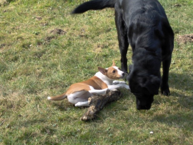 Tija, Ogi & Pako - foto