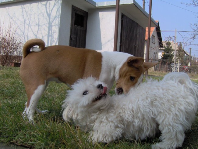 Tija, Ogi & Pako - foto povečava