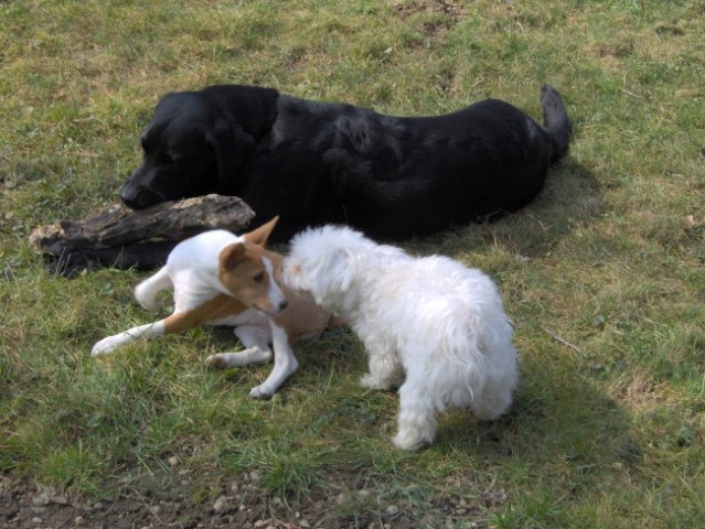 Tija, Ogi & Pako - foto