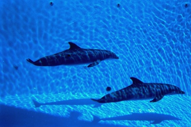 Delfini - foto povečava