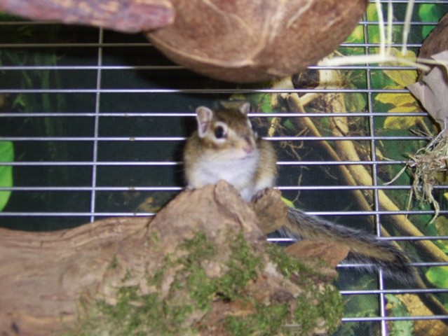 Progasta veverička - foto