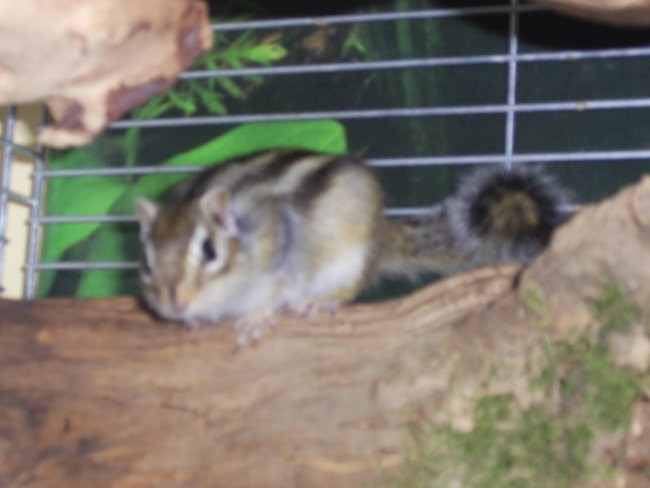 Progasta veverička - foto povečava