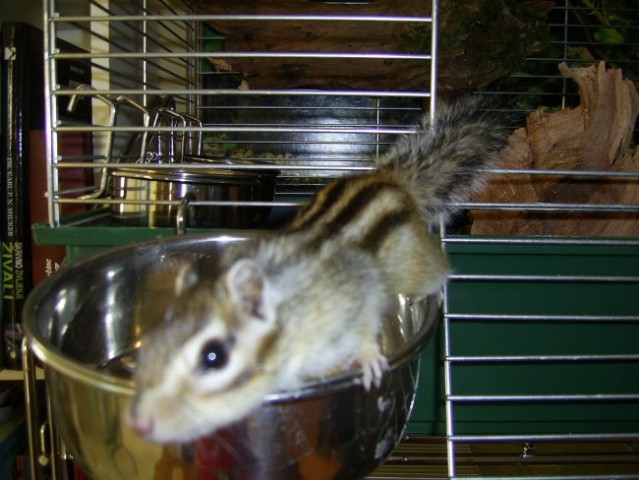 Progasta veverička - foto