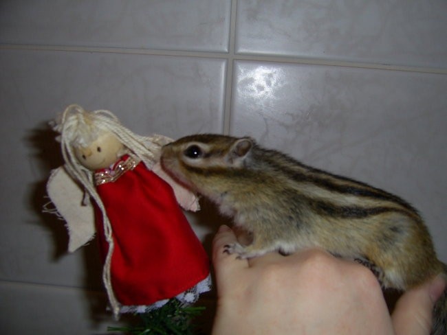 Progasta veverička - foto povečava