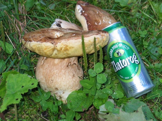 Kapitalac - goba ali piksna?
Ta JUR je imel 600g ! Najdu sm pa se pet okol pol kile.