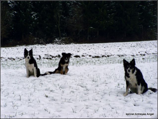 My 3 dogs - Border Collies - foto