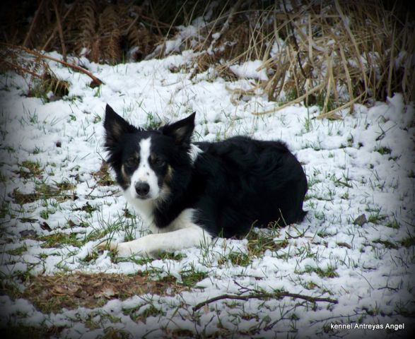My 3 dogs - Border Collies - foto