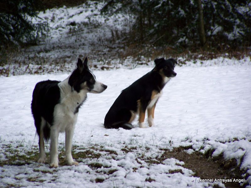 My 3 dogs - Border Collies - foto povečava