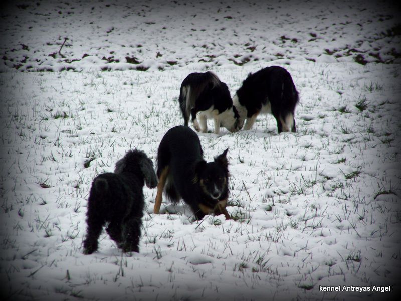 My 3 dogs - Border Collies - foto povečava