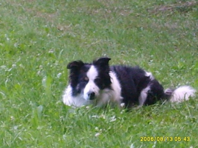 Border Collie-Antej - foto