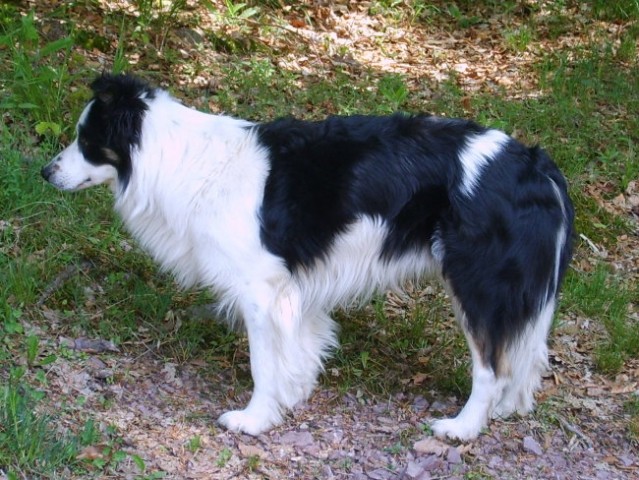 Border Collie-Antej - foto