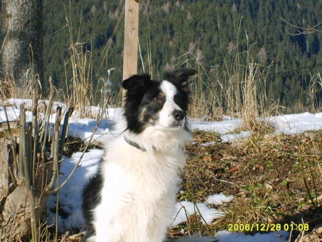 Border Collie-Antej - foto povečava