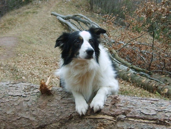 Border Collie-Antej - foto povečava