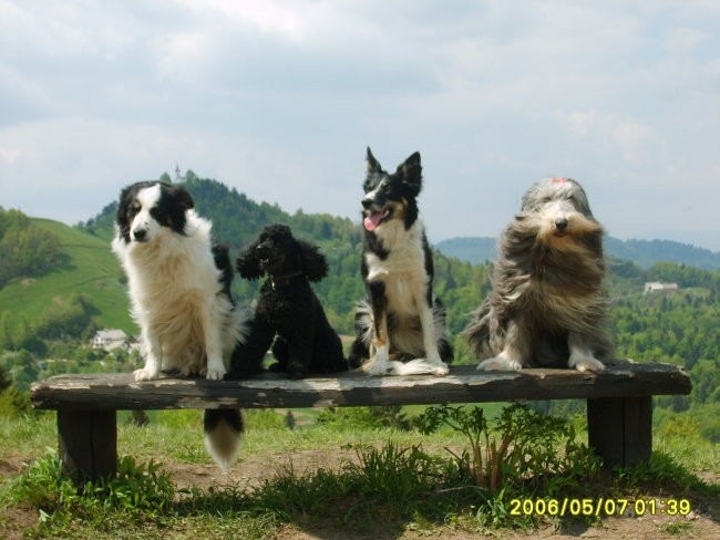 Agility Naklo 14.10.2006 - foto povečava