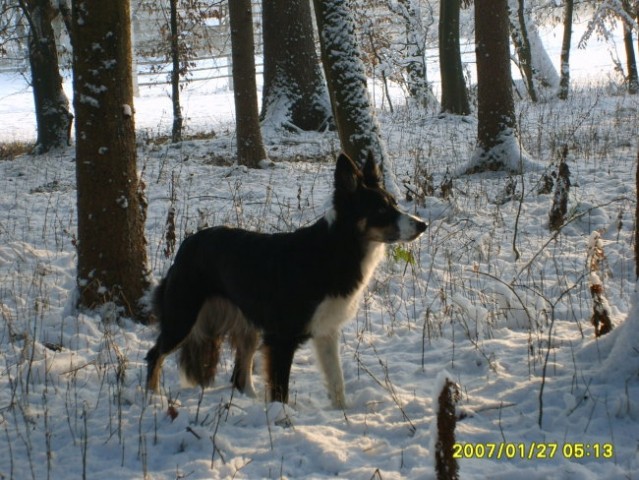 Zimska idila-27.1.2007 - foto