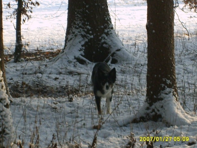 Zimska idila-27.1.2007 - foto povečava