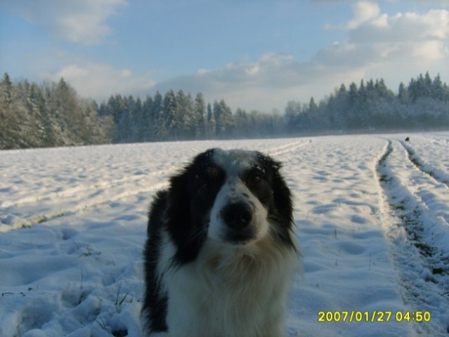 Zimska idila-27.1.2007 - foto