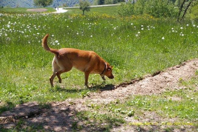 4. TSSSR, JANČE 2005 - foto povečava