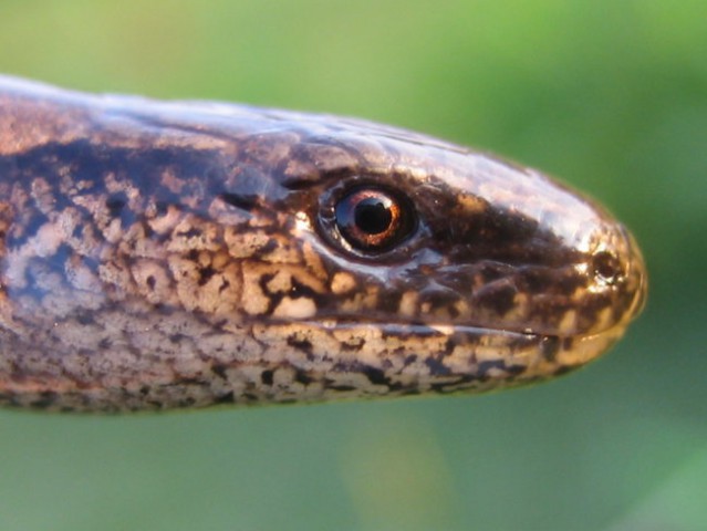 Anguis fragilis (slepec)