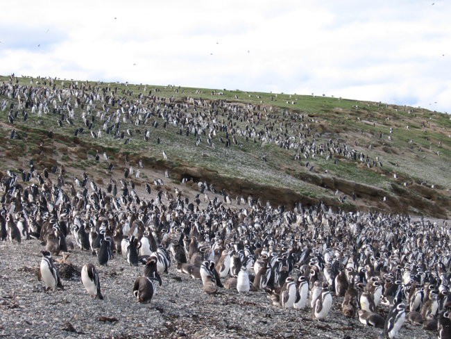 Otok pingvinov