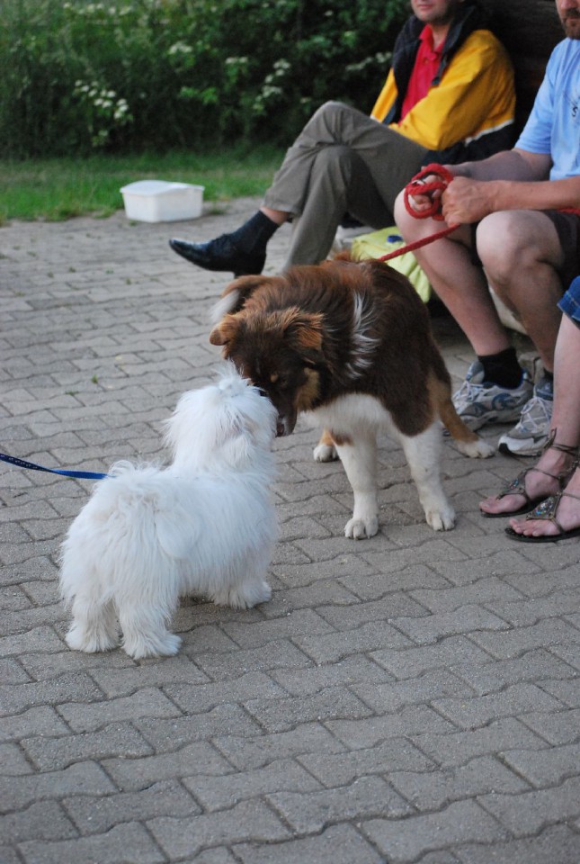 Mala šola, pomlad 2009 - foto povečava