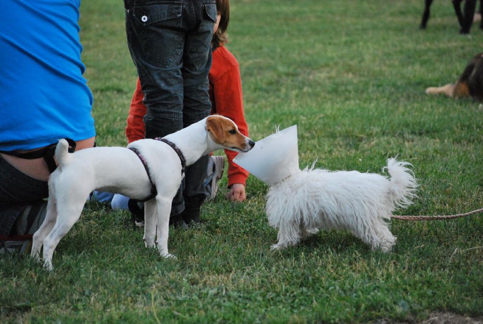 Mala šola, pomlad 2009 - foto povečava