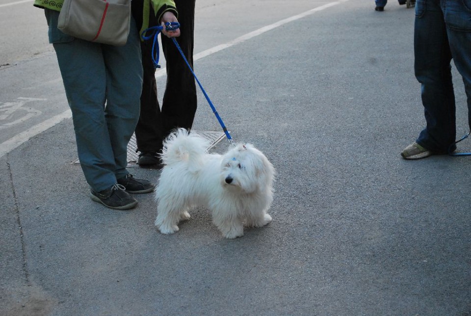 Mala šola, pomlad 2009 - foto povečava