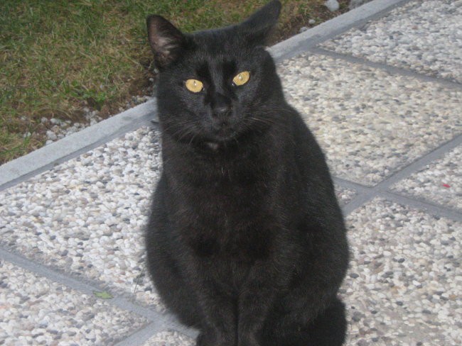 Medy - maček meseca decembra 2006- Whiskas