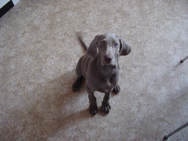 Weimaraner - foto