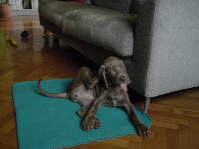 Weimaraner - foto povečava