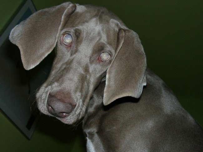 Weimaraner - foto povečava