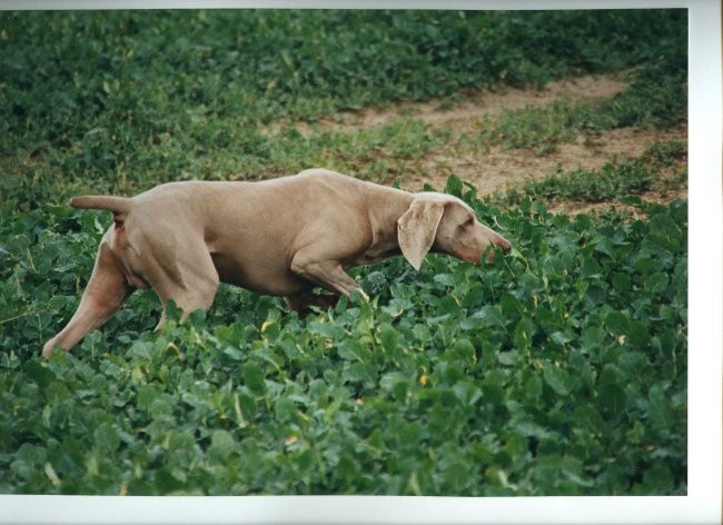 Weimaraner - foto povečava