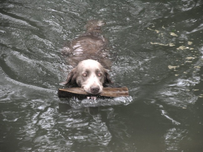 Weimaraner - foto povečava