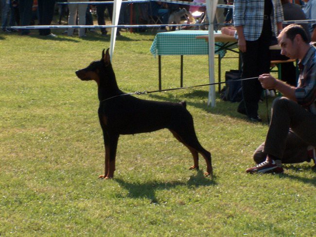 Cacib maribor 2006 - foto povečava