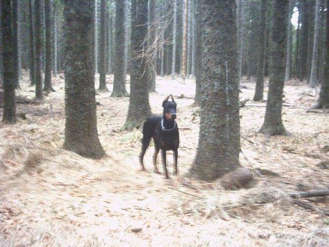 čarna na trreh kraljih - foto povečava