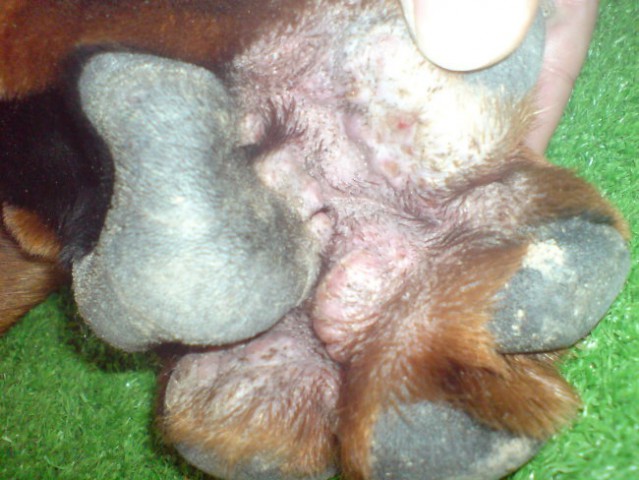 čarnin demodex - foto