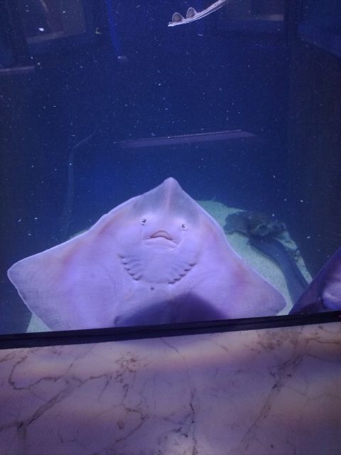 Riba v Akvariju Piran