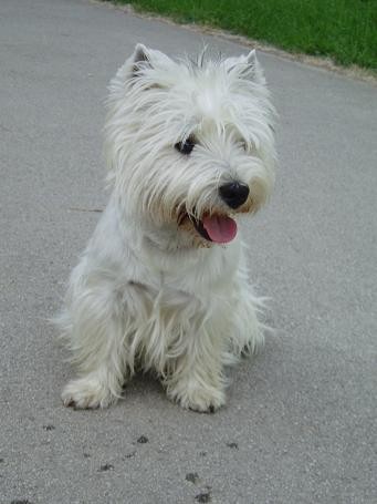 Dante - foto