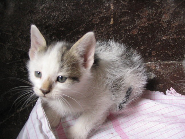 Muc - foto povečava