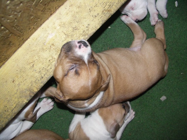 Leglo Tana & Boston  - foto