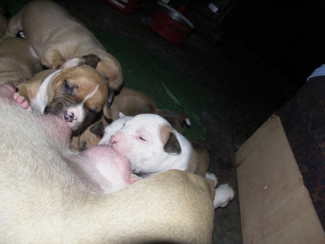 Leglo Tana & Boston  - foto