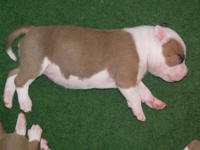 Leglo Tana & Boston  - foto