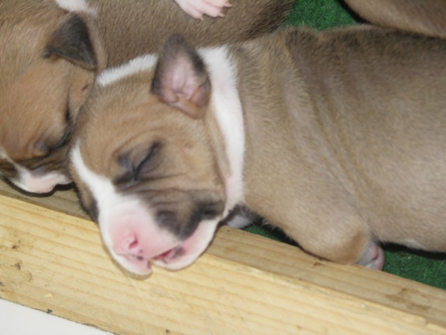Leglo Tana & Boston  - foto