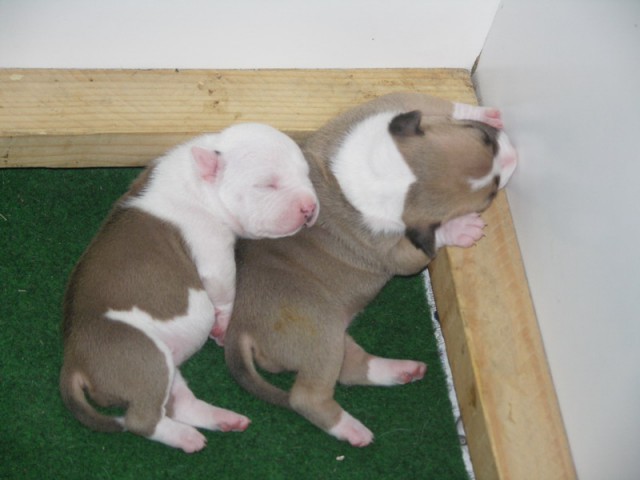 Leglo Tana & Boston  - foto