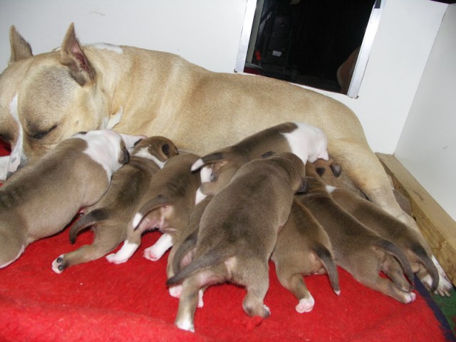Leglo Tana & Boston  - foto