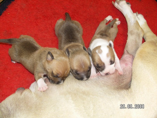 Leglo Tana & Boston  - foto