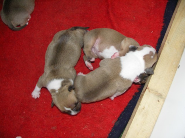 Leglo Tana & Boston  - foto