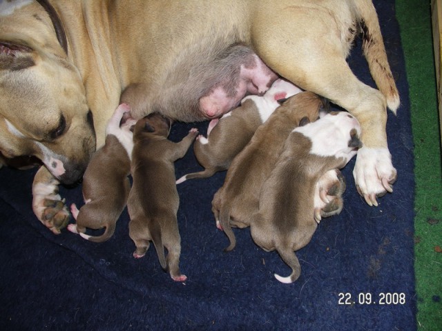 Leglo Tana & Boston  - foto