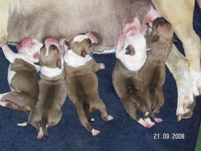 Leglo Tana & Boston  - foto